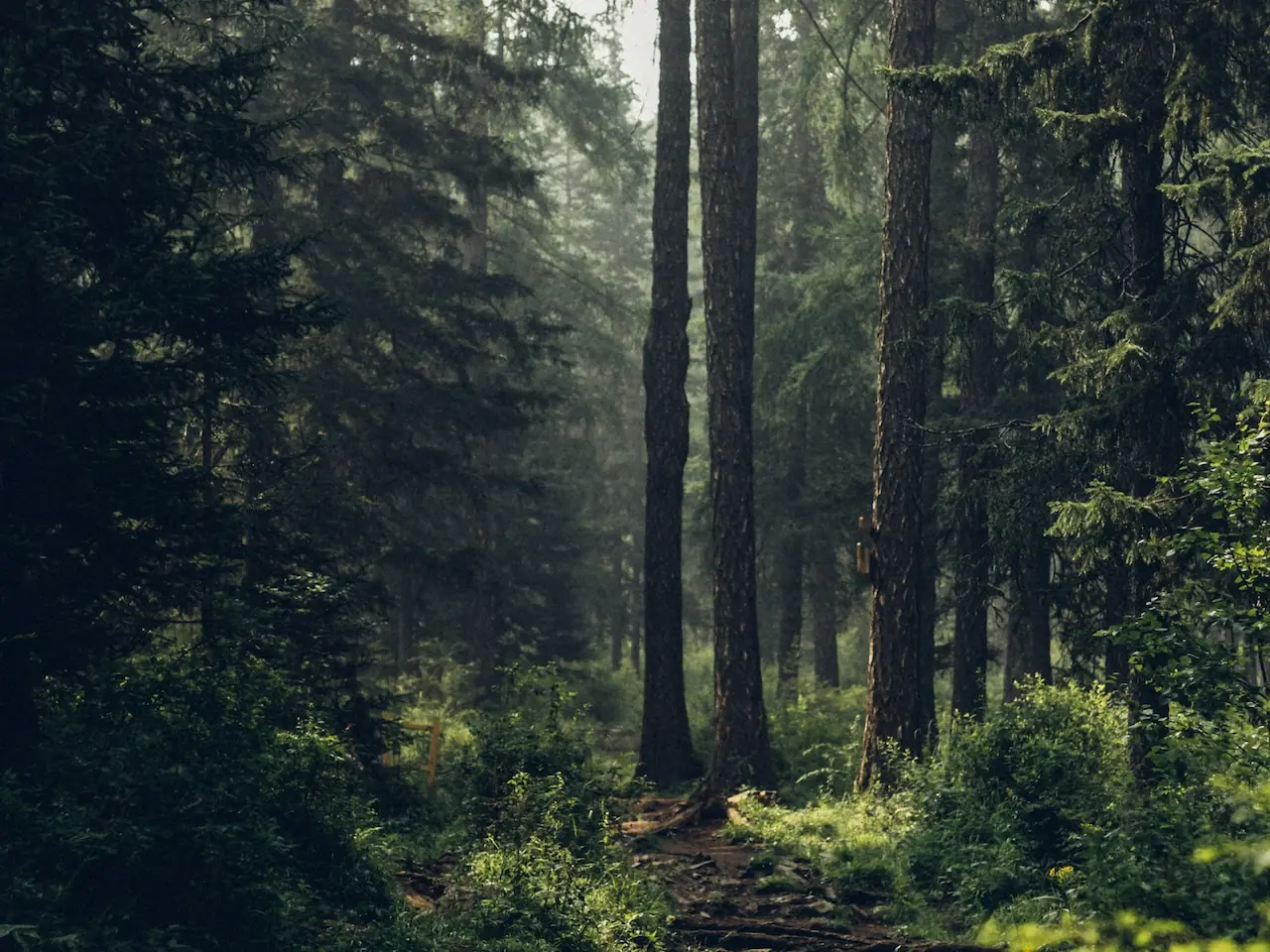 Las wokół naszych domków